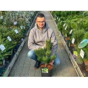 Borovica čierna (Pinus nigra) ´OREGON GREEN´ – výška 50-70 cm, kont. C7,5L